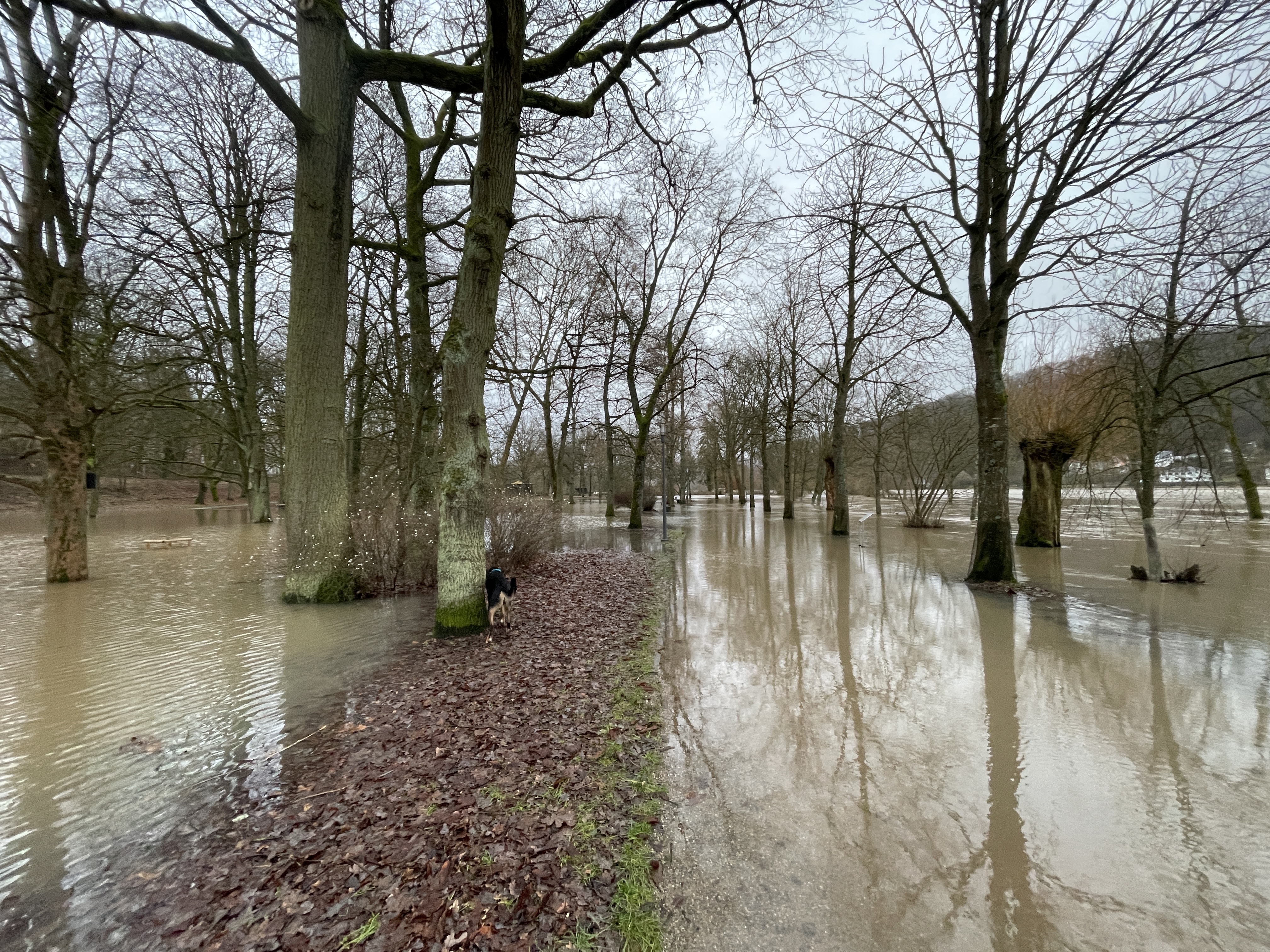 Überschwemmungen in der Au