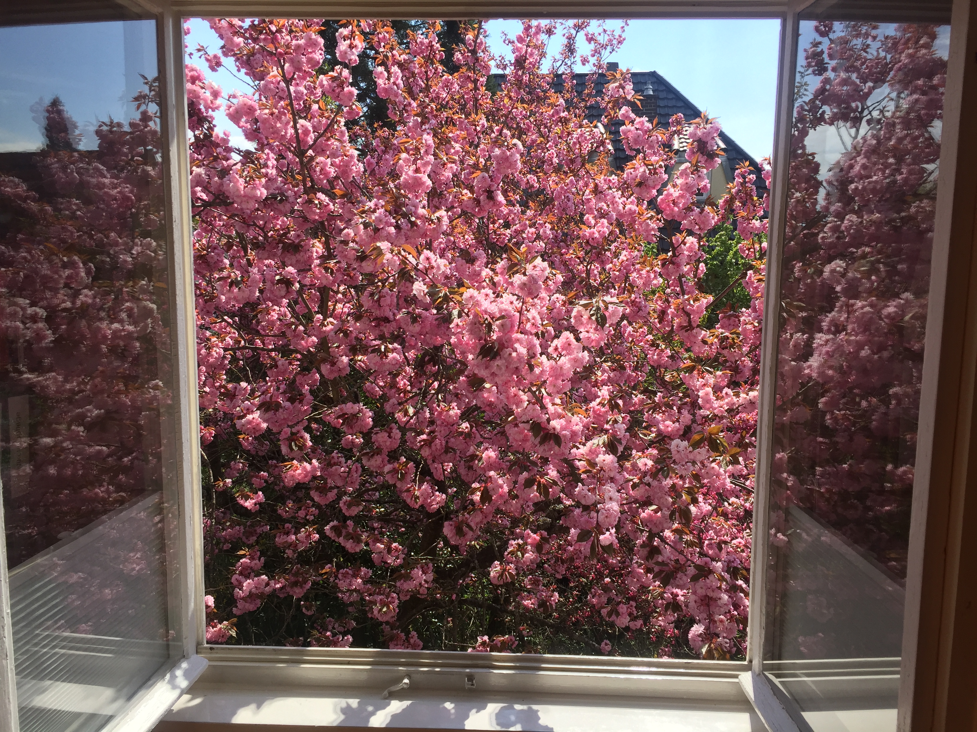 Japanische Kirsche hinter einem geöffneten Fenster