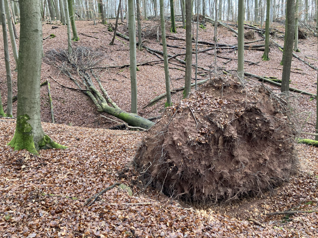 Umgestürzter Baum mit frei liegender Wurzel
